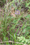 Propeller flower